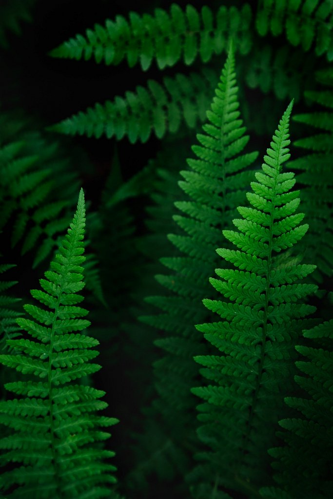 Oregon Ferns
